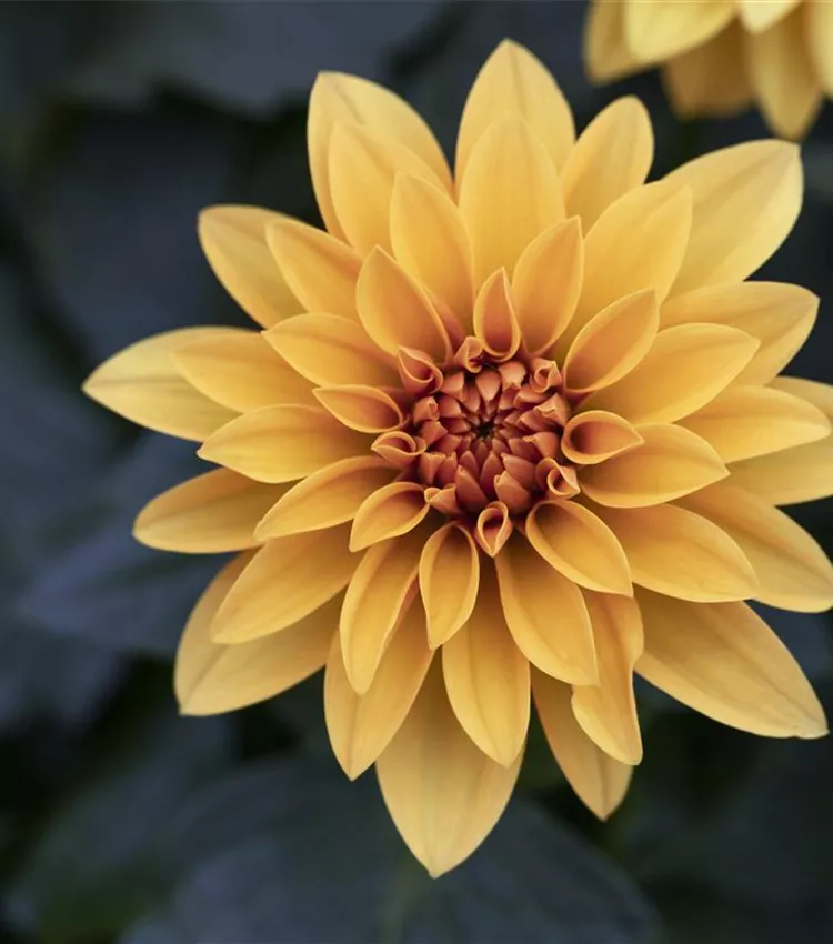 Dahlia