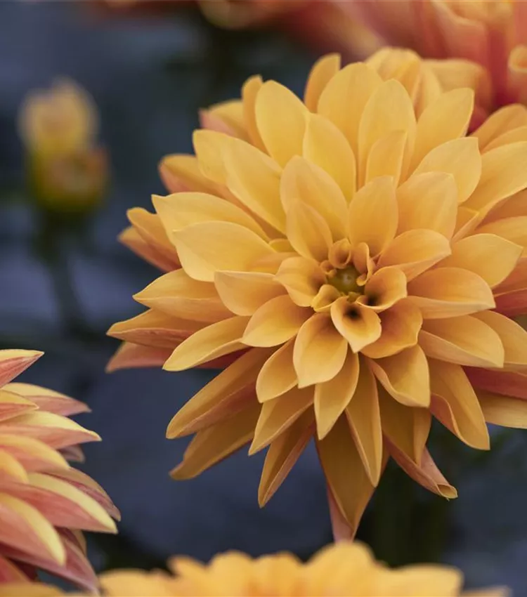 Dahlia