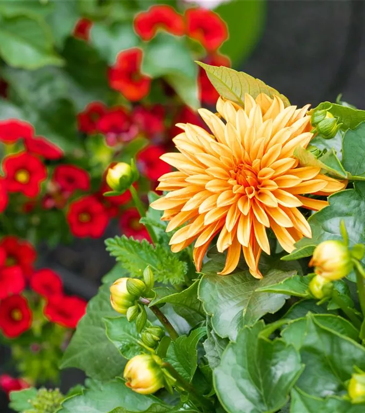Dahlia