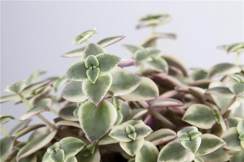 kroton variegata Codiaeum 'Petra' main image 0