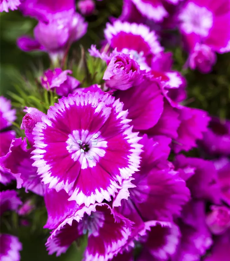 Garten-Bart-Nelke