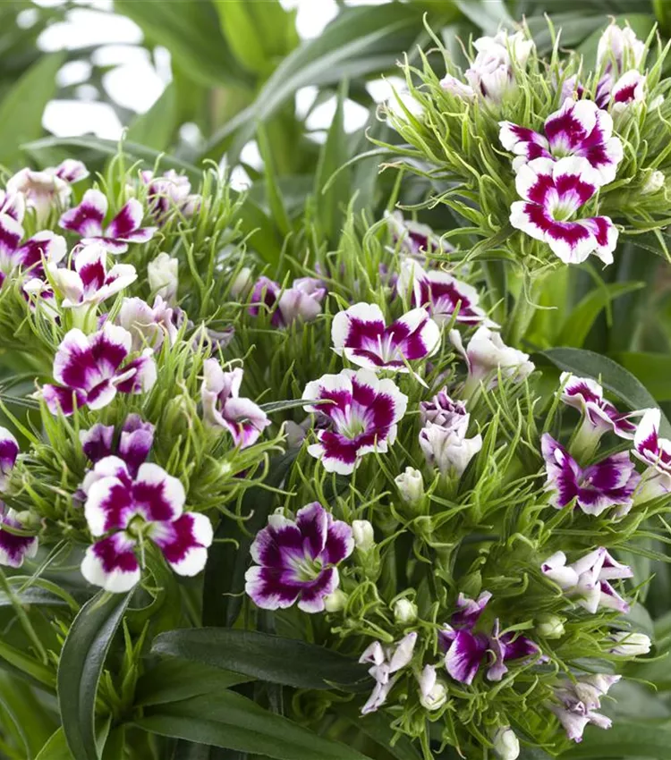 Oeillet barbu Oeillet barbu