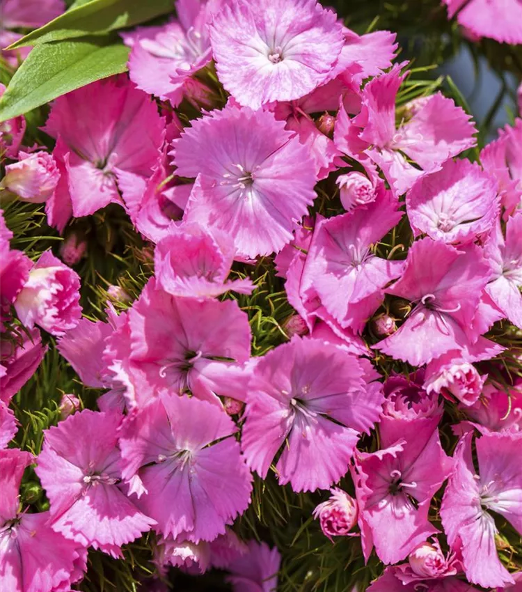 Oeillet barbu Oeillet barbu