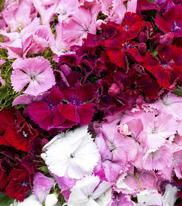 Oeillet barbu Oeillet barbu