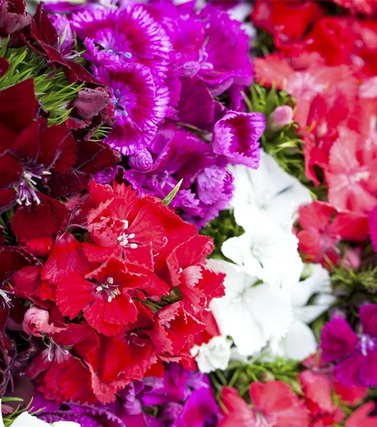 Oeillet barbu Oeillet barbu