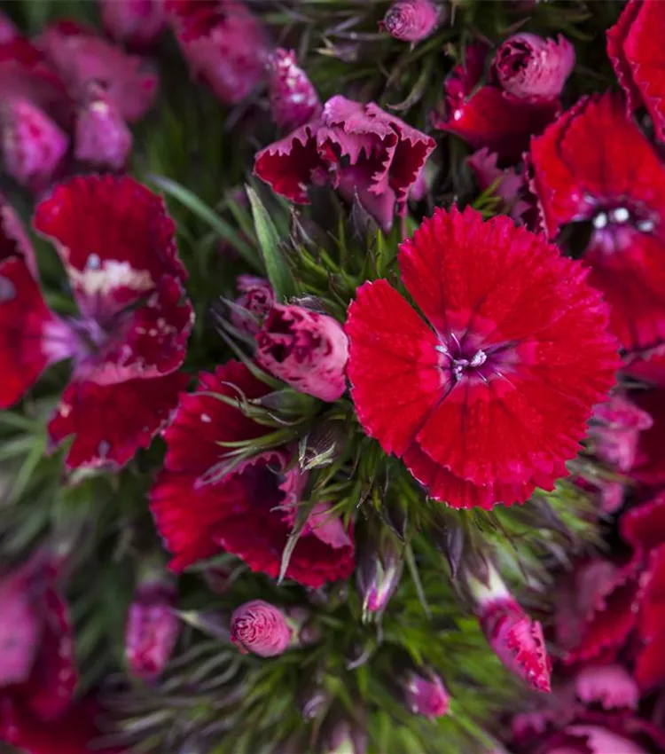 Oeillet barbu Oeillet barbu