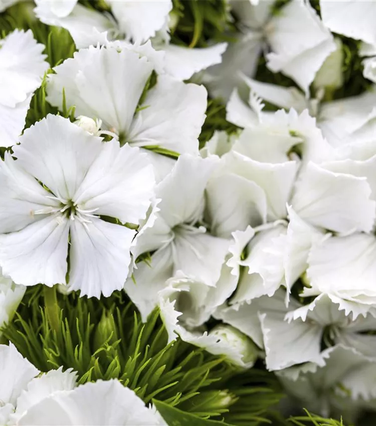 Oeillet barbu Oeillet barbu