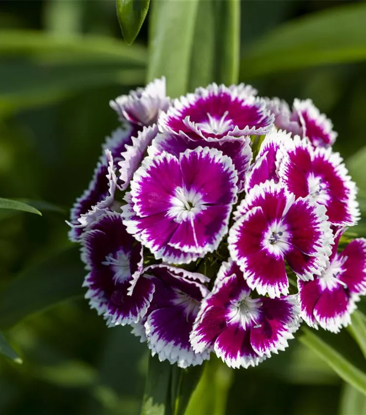 Oeillet barbu Oeillet barbu