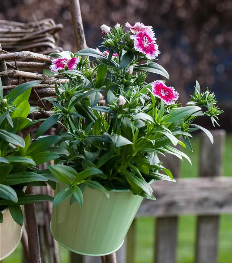 Garten-Bart-Nelke