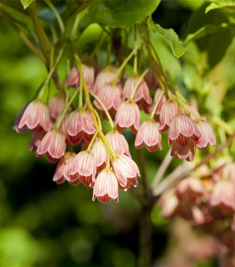 Andromède campanulée