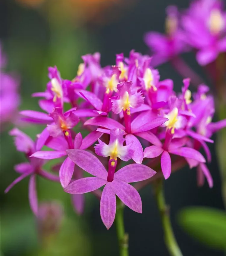Epidendrum