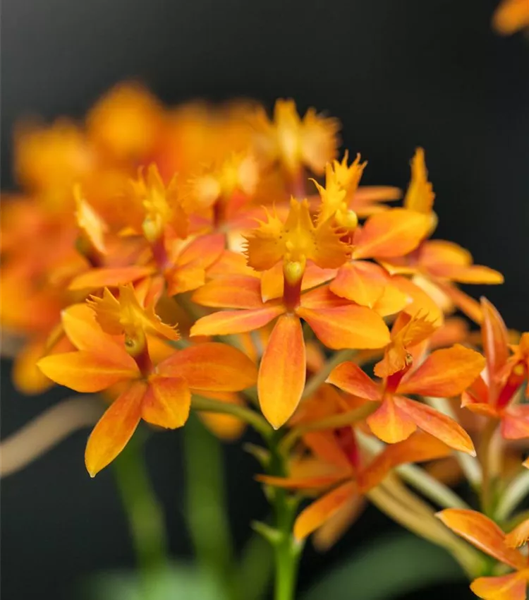 Epidendrum