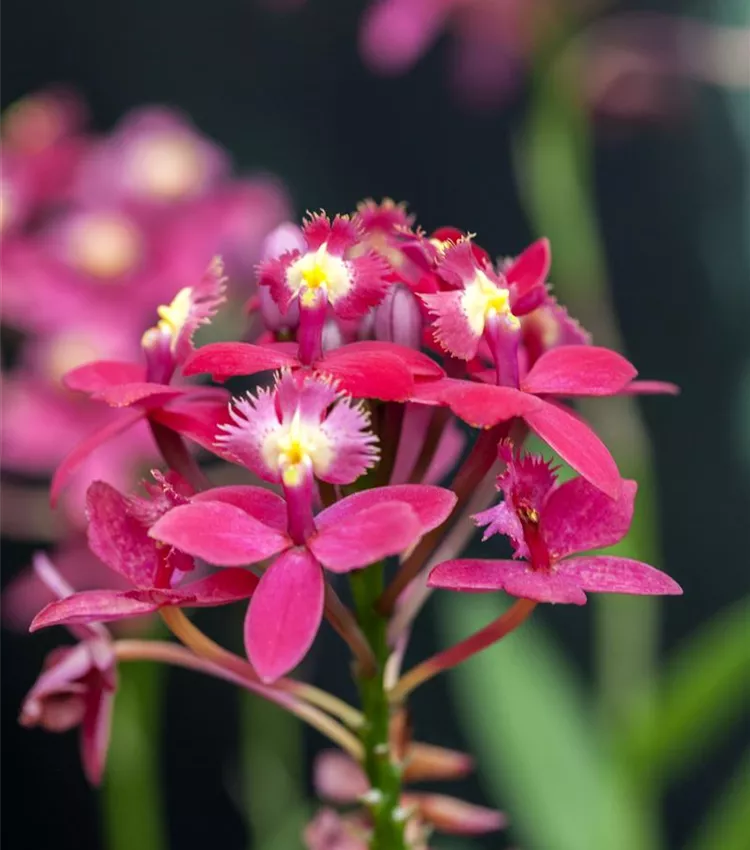 Epidendrum