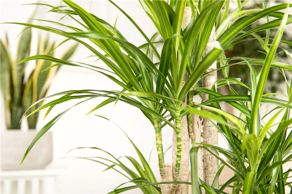Dracaena deremensis, Drachenbaum | RICOTER Erdaufbereitung AG