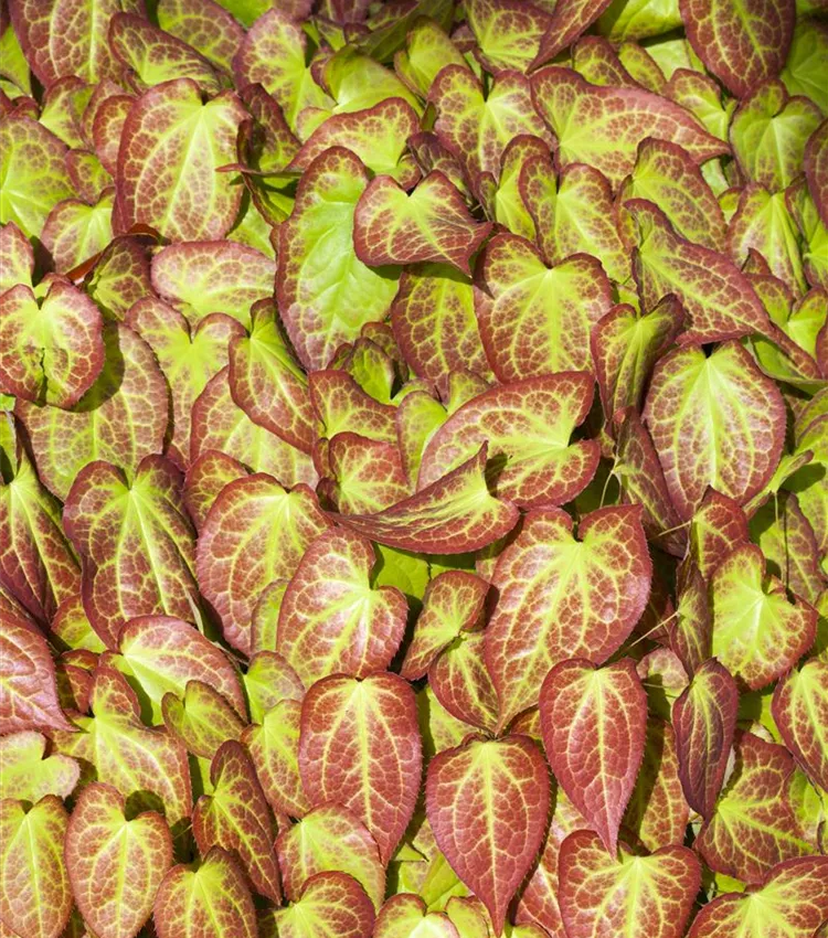 Fleur des Elfes