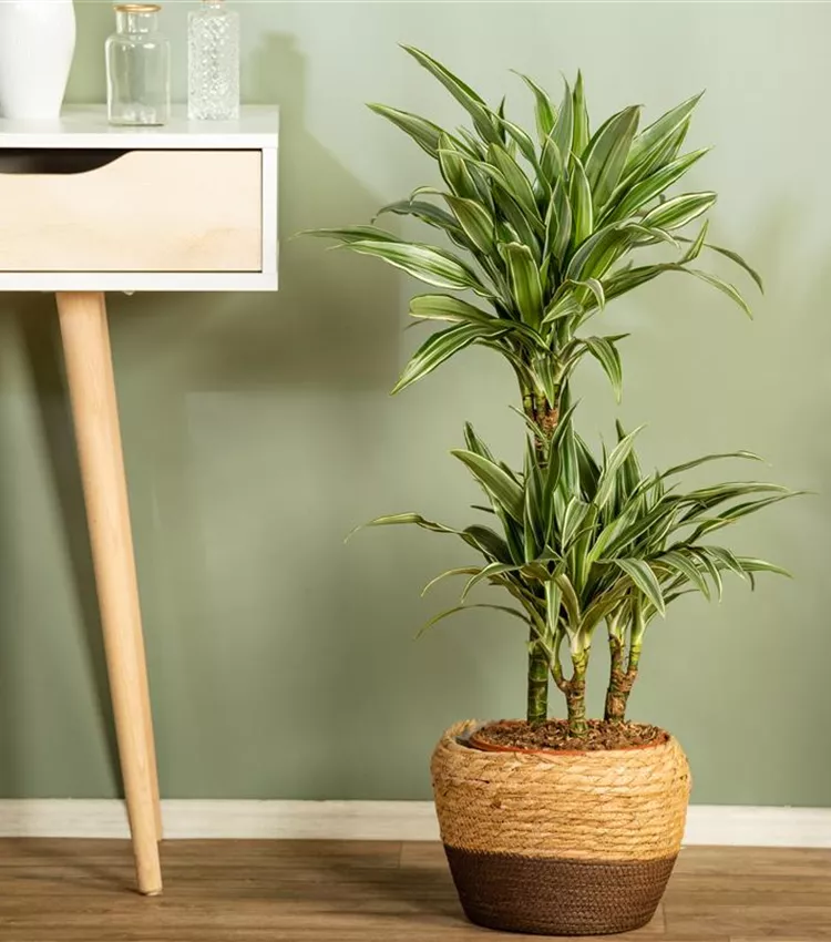 Dracaena deremensis 'Warneckii', Drachenbaum 'Warneckii' | RICOTER  Erdaufbereitung AG