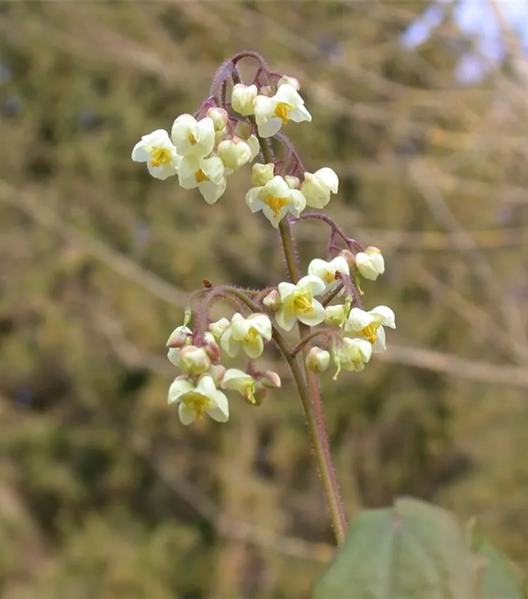 Flaumige Elfenblume