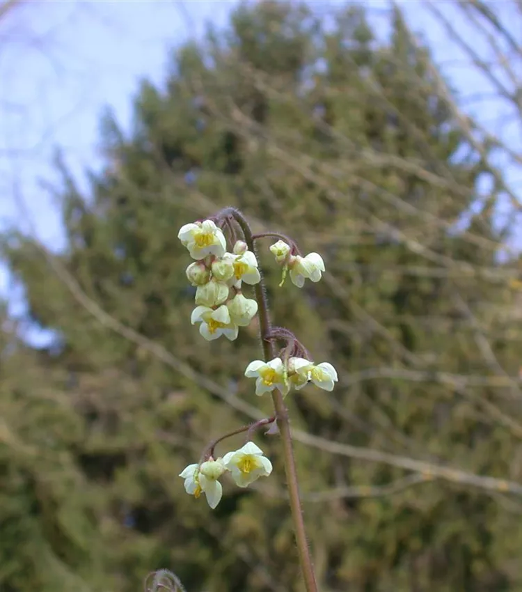 Flaumige Elfenblume