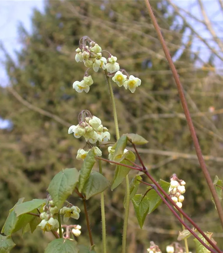 Flaumige Elfenblume