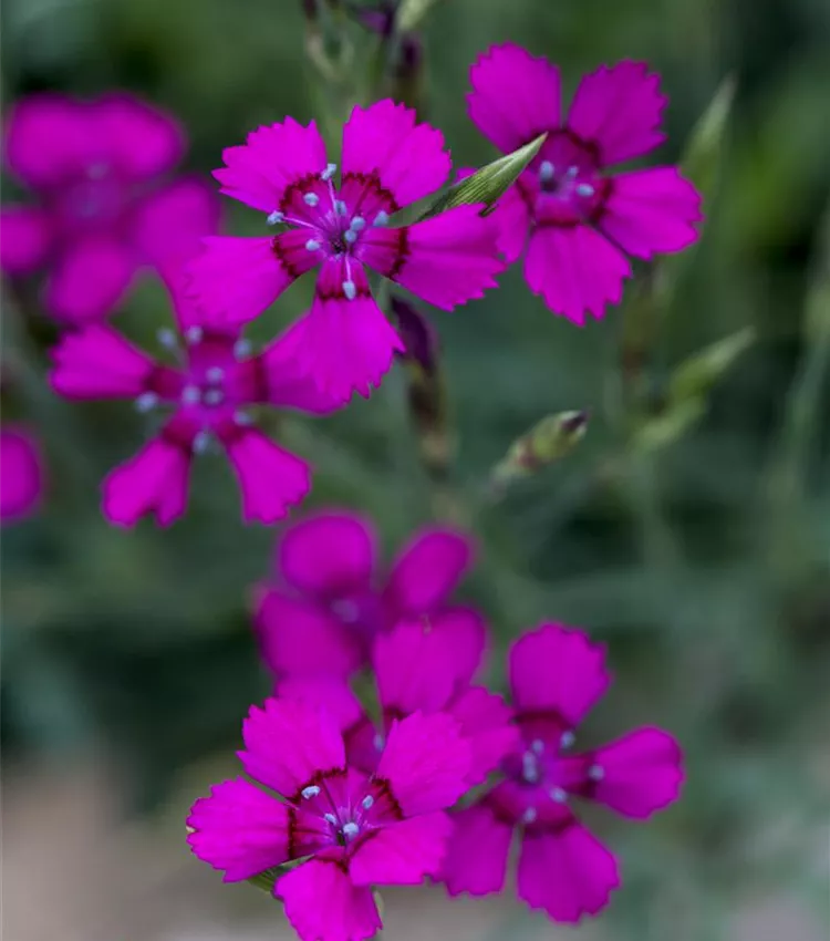Heide-Nelke