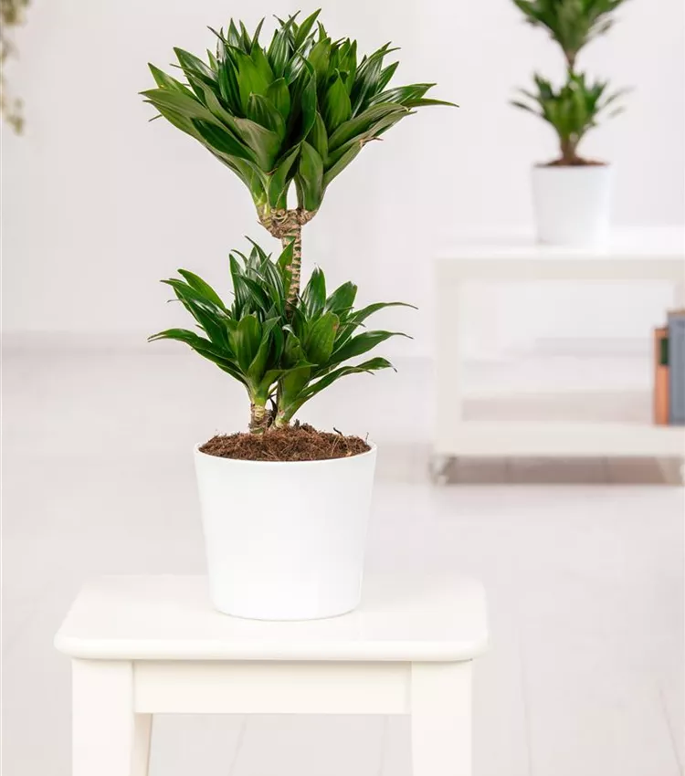 Dracaena fragrans, Drachenbaum | RICOTER Erdaufbereitung AG