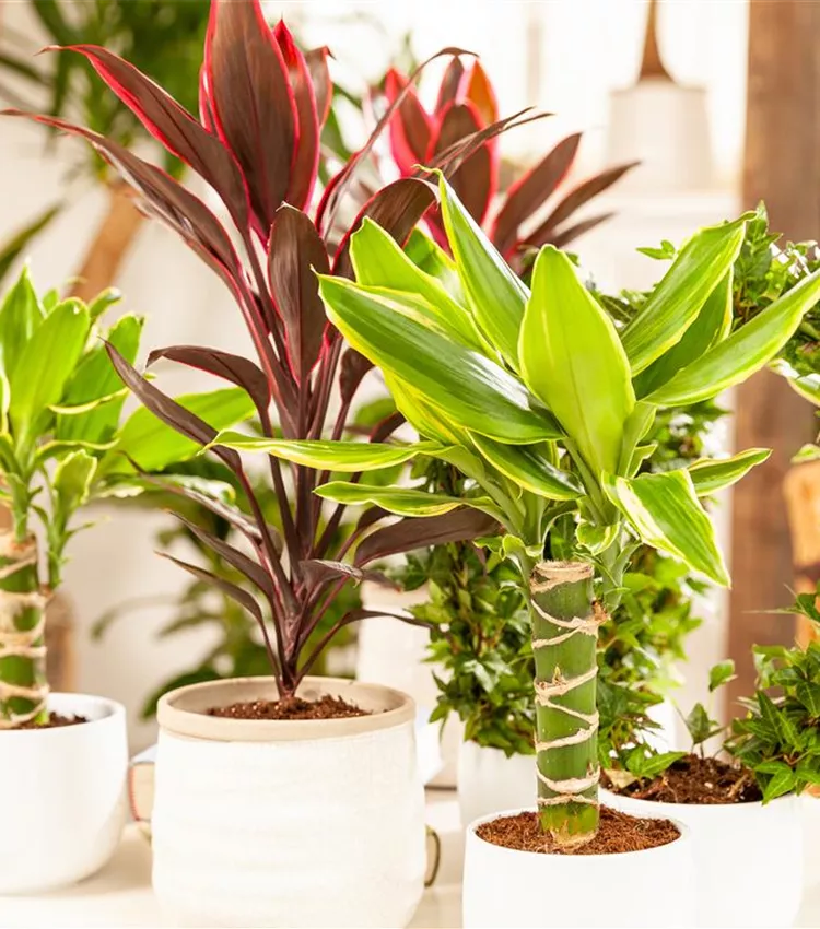 drachenbaum zimmerpflanze kaufen Dracaena Marginata Drachenbaum Zimmerpflanze 17cm 80cm kaufen