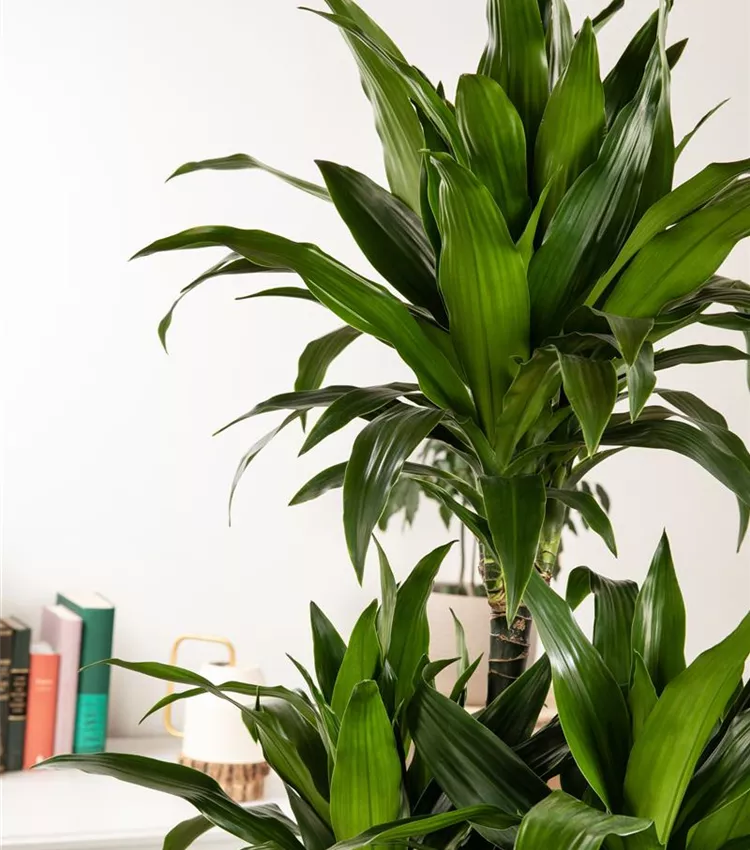 calathea roseoptica Calathea (Geoppertia) roseopicta 