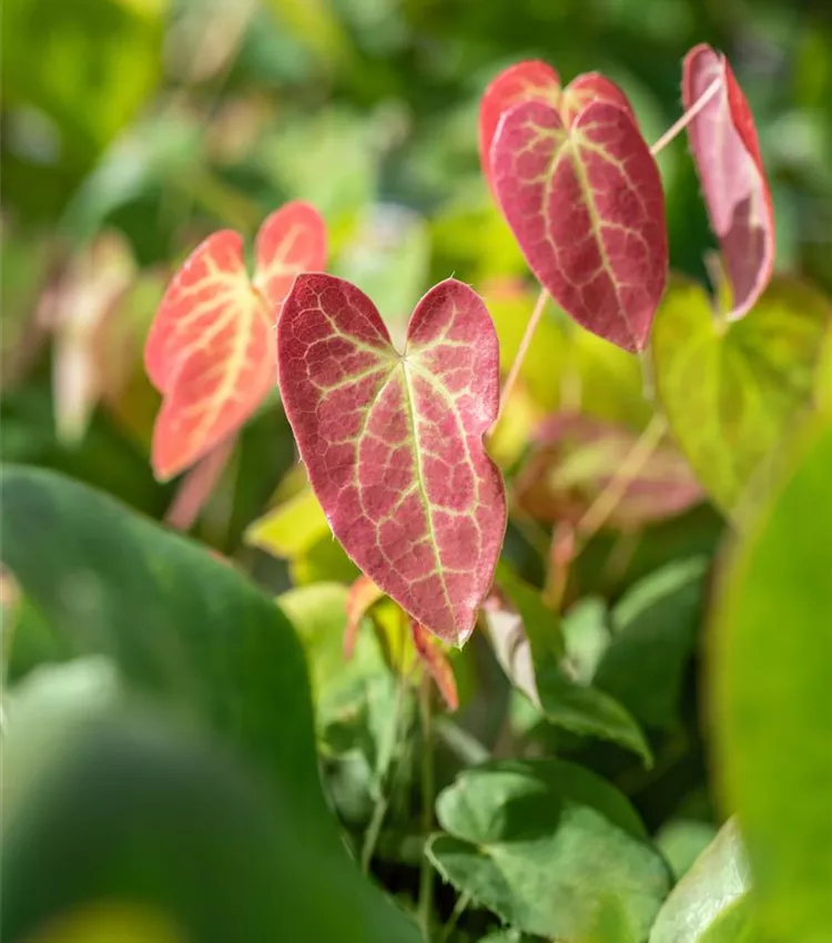 Fleur des Elfes 'Sulphureum'