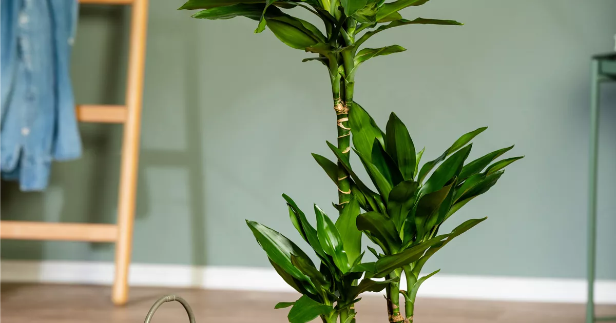 musaica calathea Calathea musaica Network - Quality Houseplants | Hortology