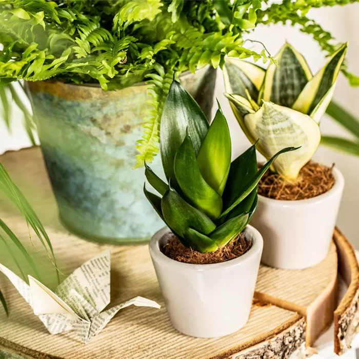 Plantes d'intérieur