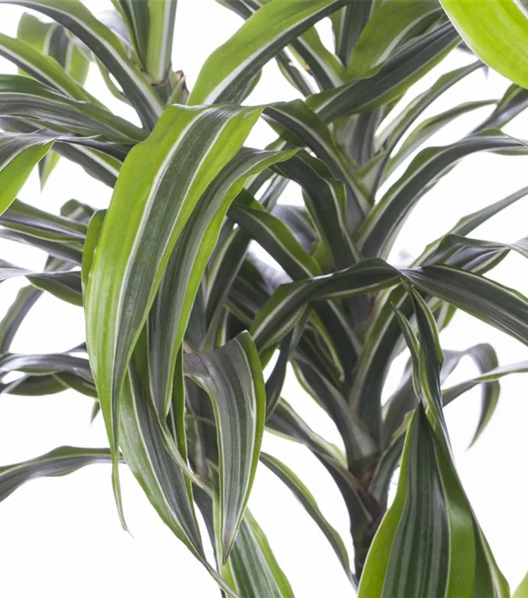 Dragonnier 'Lemon Lime'