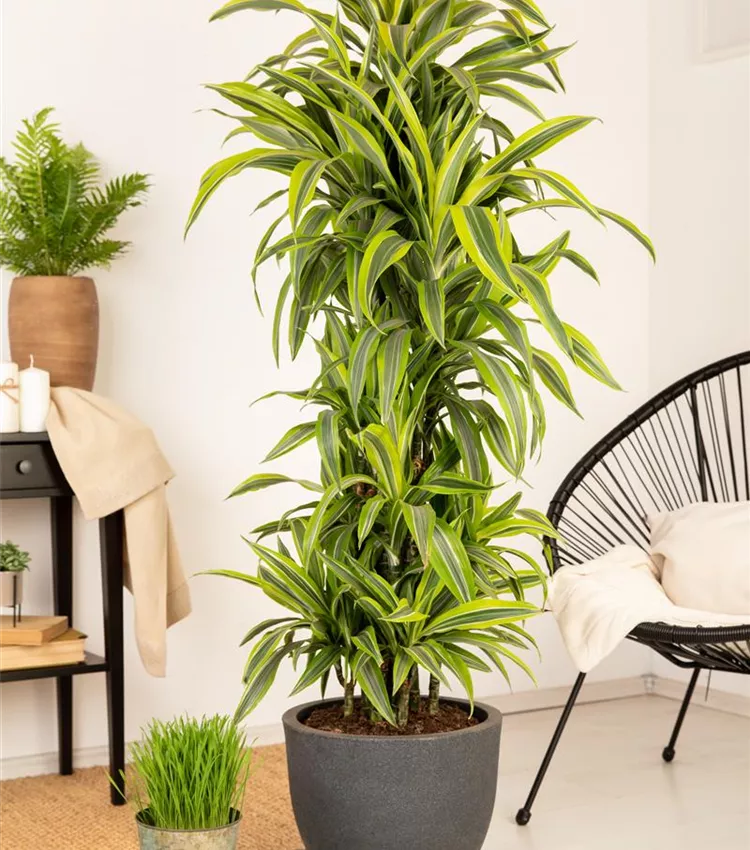 Dragonnier 'Lemon Lime'