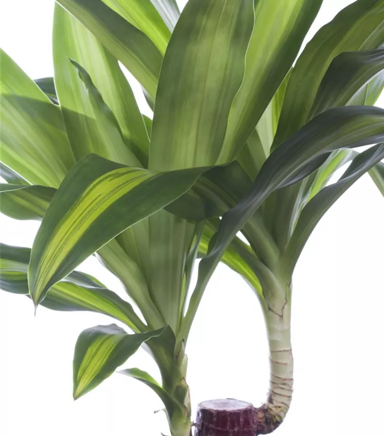 Dragonnier 'Massangeana'