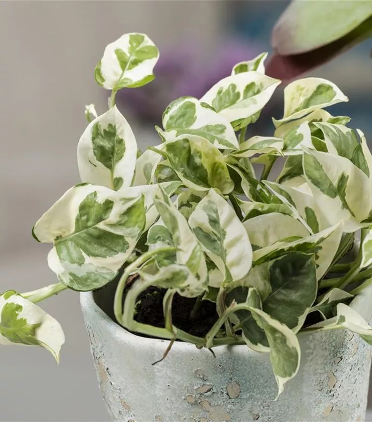 Epipremnum pinnatum 'NJoy', Gefleckte Efeutute 'NJoy' | RICOTER  Erdaufbereitung AG