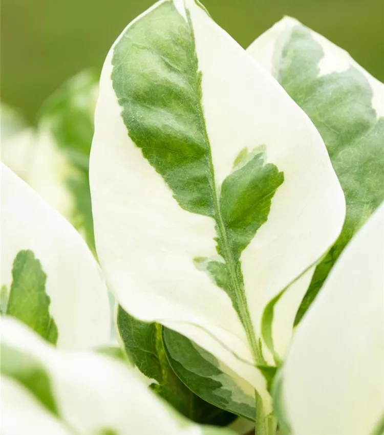 Epipremnum pinnatum 'NJoy', Gefleckte Efeutute 'NJoy' | RICOTER  Erdaufbereitung AG