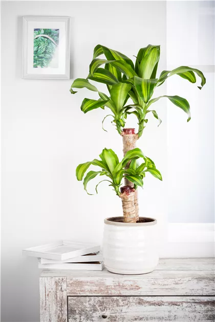 dracena prieziura Dracaena Fragrans Pele (Dragon Tree) – Rolling Greens