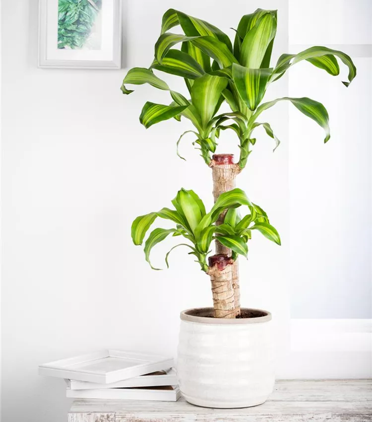 Dracaena fragrans 'Yellow Coast', Drachenbaum 'Yellow Coast' | RICOTER  Erdaufbereitung AG