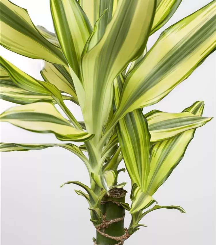 monstera fensterblatt Monstera Pertusum (Fensterblatt) kaufen? | Alfredo main image 1