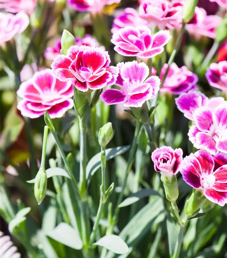 Prinzess-Nelke 'Pink Kisses'®