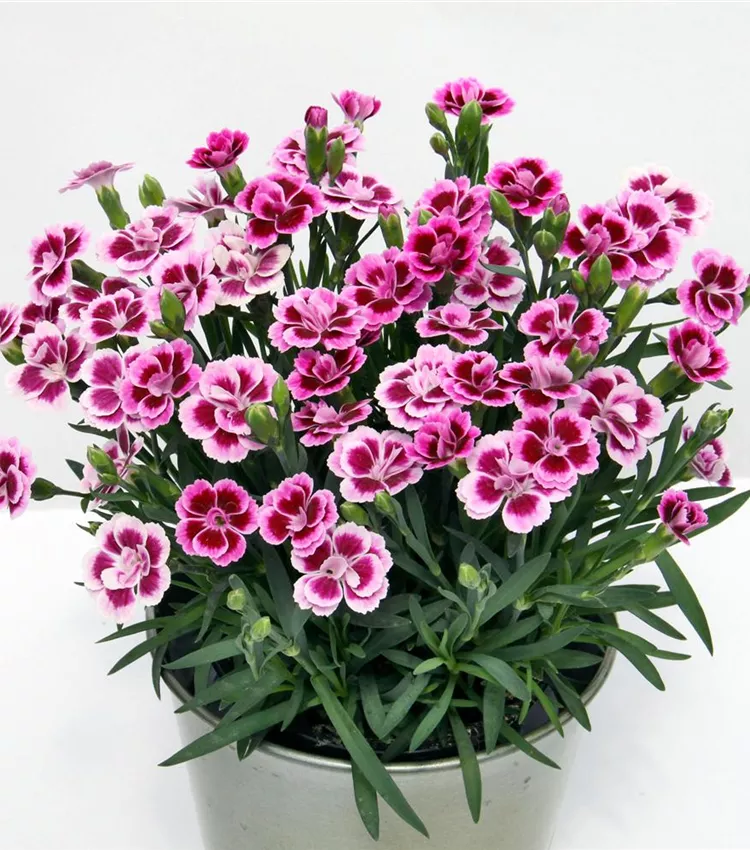 Prinzess-Nelke 'Pink Kisses'®