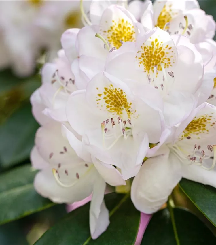 Rhododendron 'Madame Carvalho' | RICOTER Erdaufbereitung AG