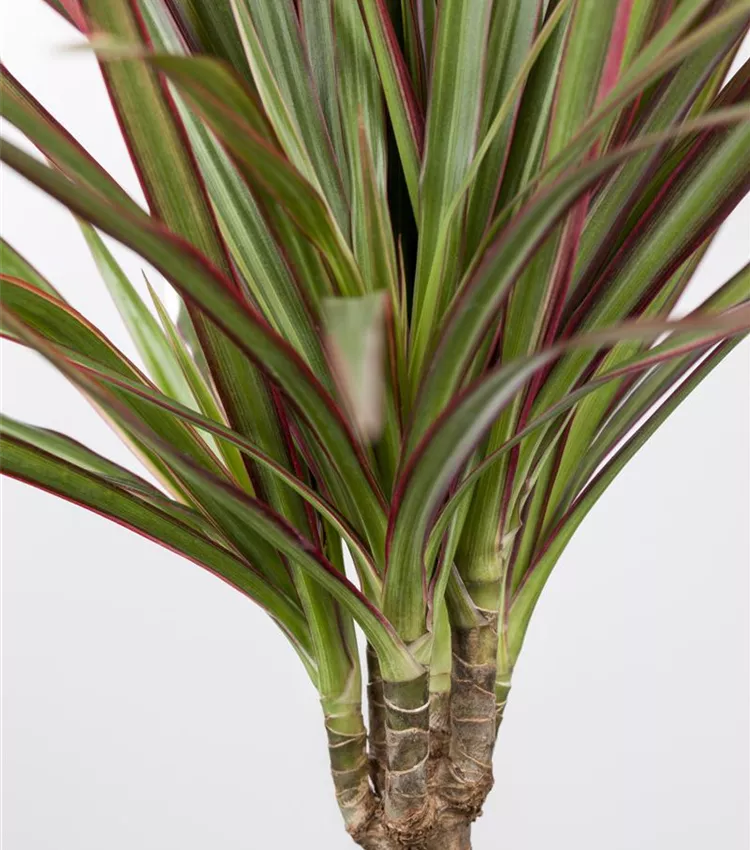goldfruchtpalme schlafzimmer Goldfruchtpalme Dypsis Areca Lutescens Ø24cm 140cm kaufen main image 0
