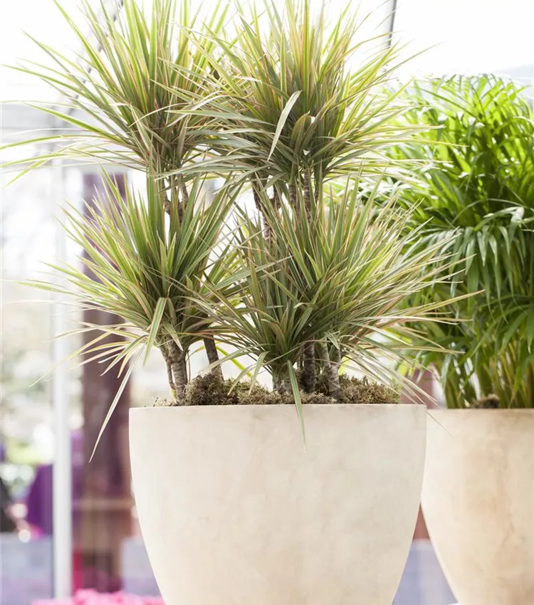 Dracaena marginata 'Bicolor', Drachenbaum 'Bicolor' | RICOTER  Erdaufbereitung AG