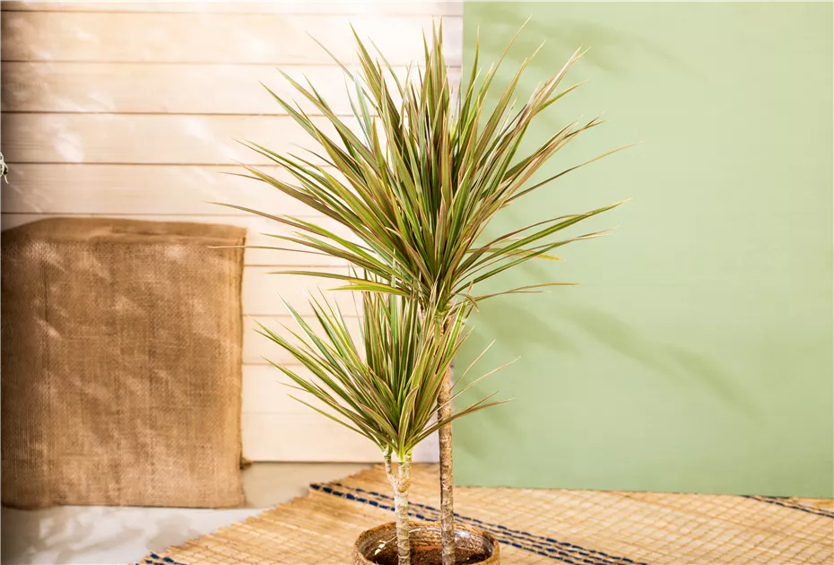 Dracaena marginata 'Bicolor', Drachenbaum 'Bicolor' | RICOTER  Erdaufbereitung AG