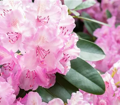Rhododendron 'Aristide Briand'