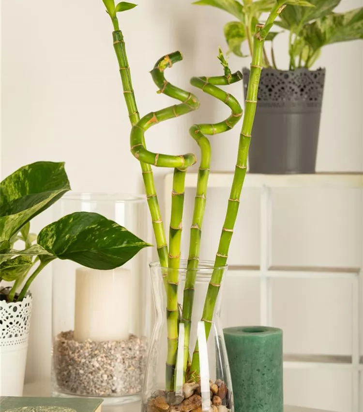 Dracaena sanderiana, Glcksbambus | RICOTER Erdaufbereitung AG
