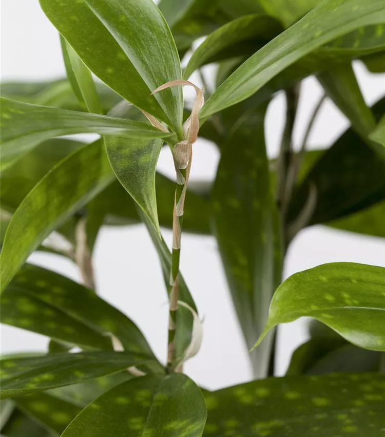 Drachenbaum 'Dracaena Surculosa Mike' – 12 Cm Topf, Grün-gelb Getupft