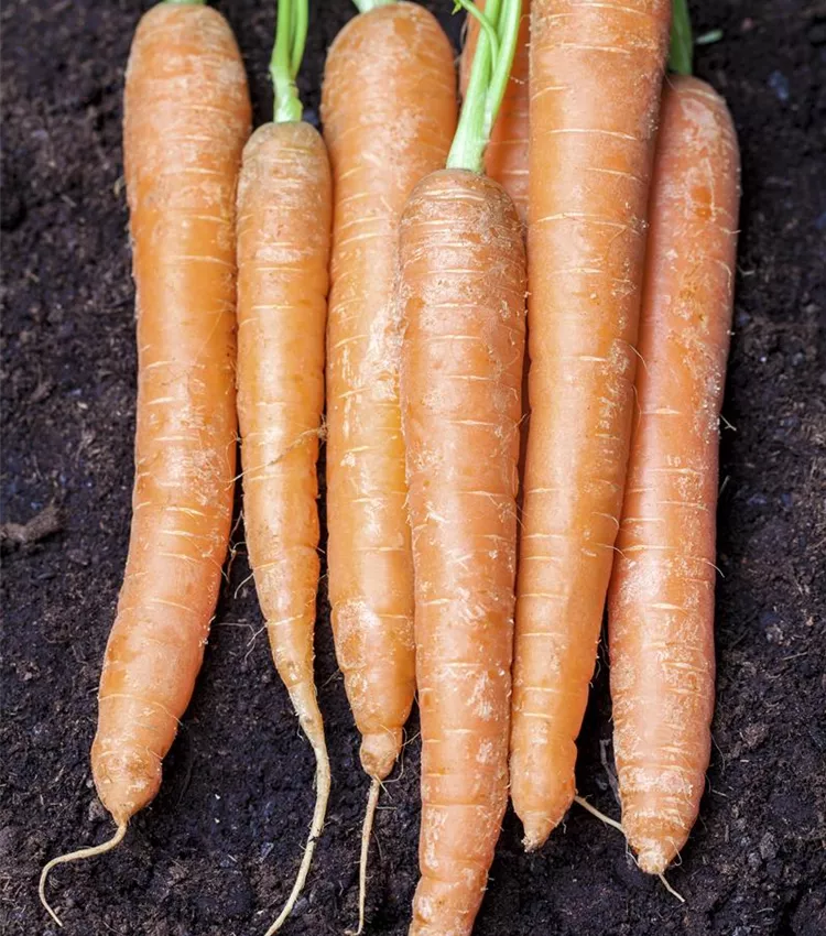 Gartenmöhre