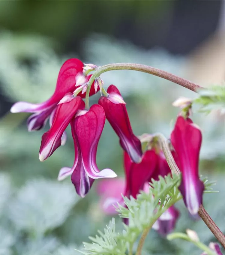 Zwergige Garten-Herzblume 'Burning Hearts'®