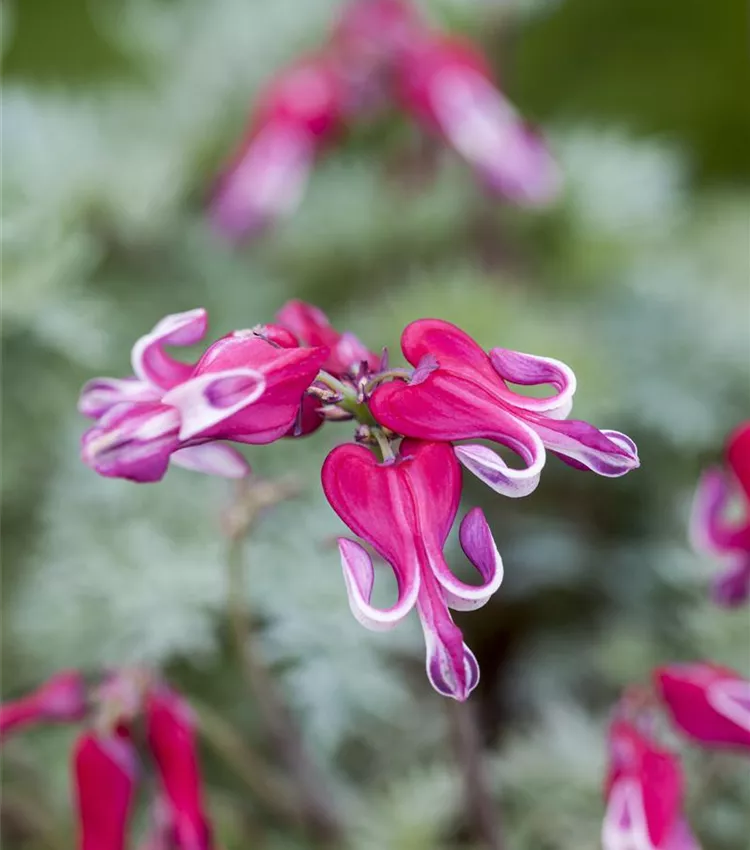 Zwergige Garten-Herzblume 'Burning Hearts'®